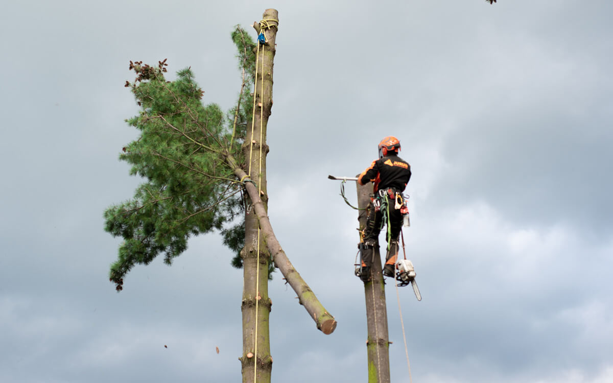 Commercial Tree Surgery Services - Timmins Tree Surgery Ltd. Northumberland Tree Surgeons Commercial Tree Surgery Services
