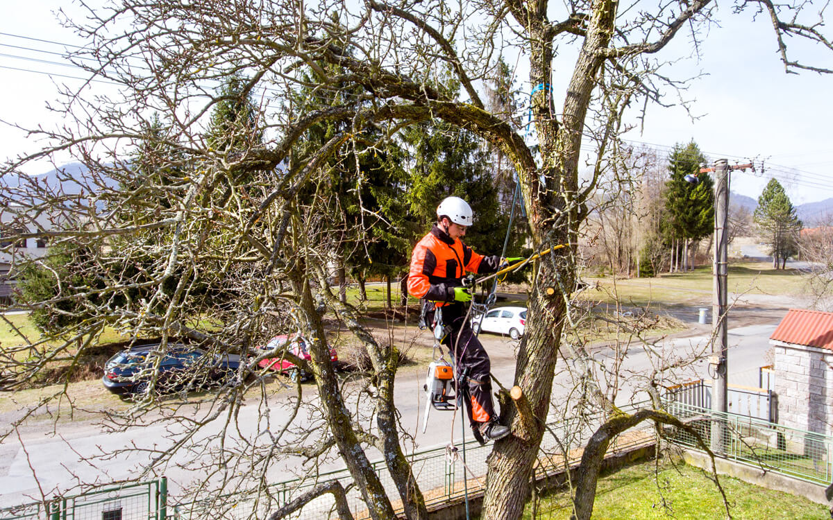 Domestic Tree Surgery - Timmins Tree Surgery Ltd. Northumberland Tree Surgeons Domestic Tree Surgery