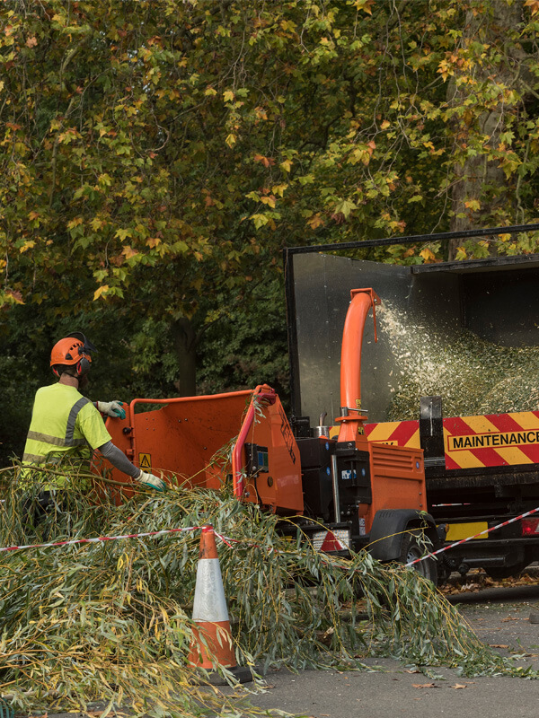 Removing Trees Safely - Timmins Tree Surgery Ltd. Northumberland Tree Surgeons
